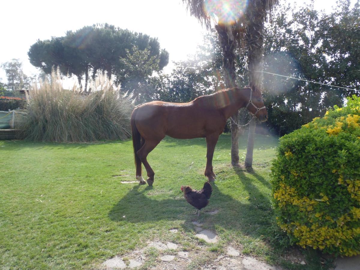 B&B Villa Sans Souci Civitavecchia Zewnętrze zdjęcie
